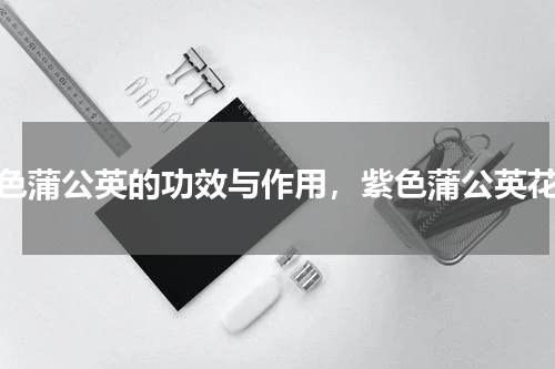 紫色蒲公英的功效与作用，紫色蒲公英花语