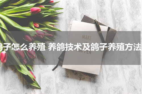 鸽子怎么养殖 养鸽技术及鸽子养殖方法