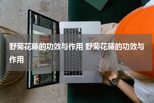 野菊花藤的功效与作用 野菊花藤的功效与作用