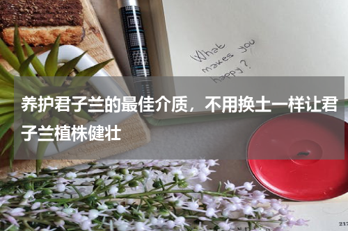 养护君子兰的最佳介质，不用换土一样让君子兰植株健壮